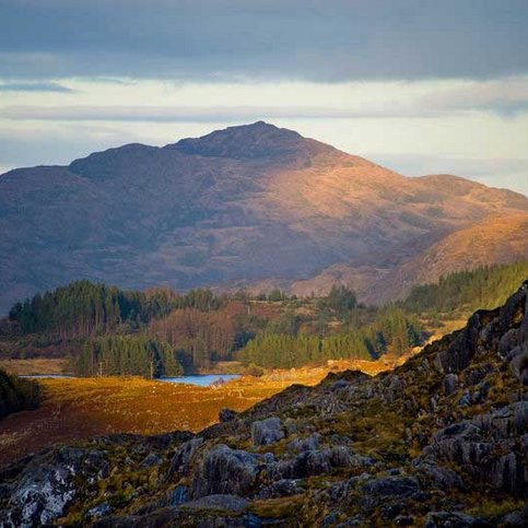 ARIRL210 Thumbnail 5