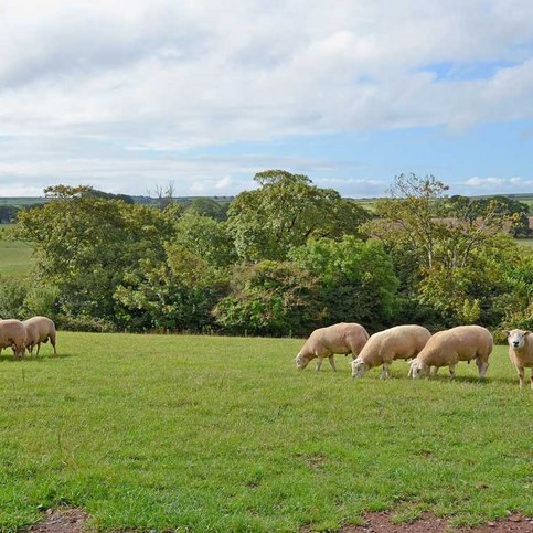 FHSWW103 Thumbnail 10